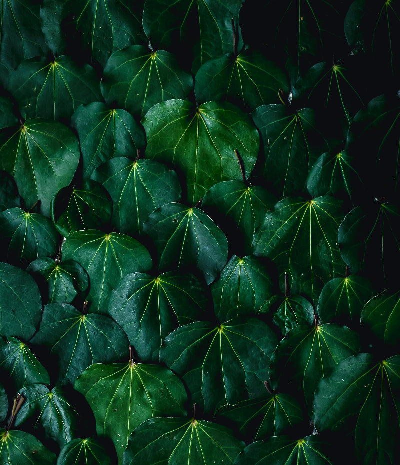 what do kawakawa leaves look like id