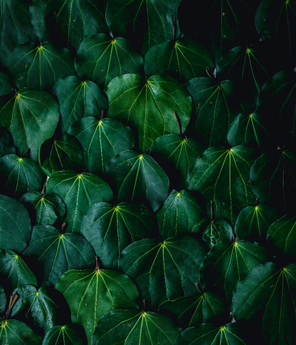what do kawakawa leaves look like id